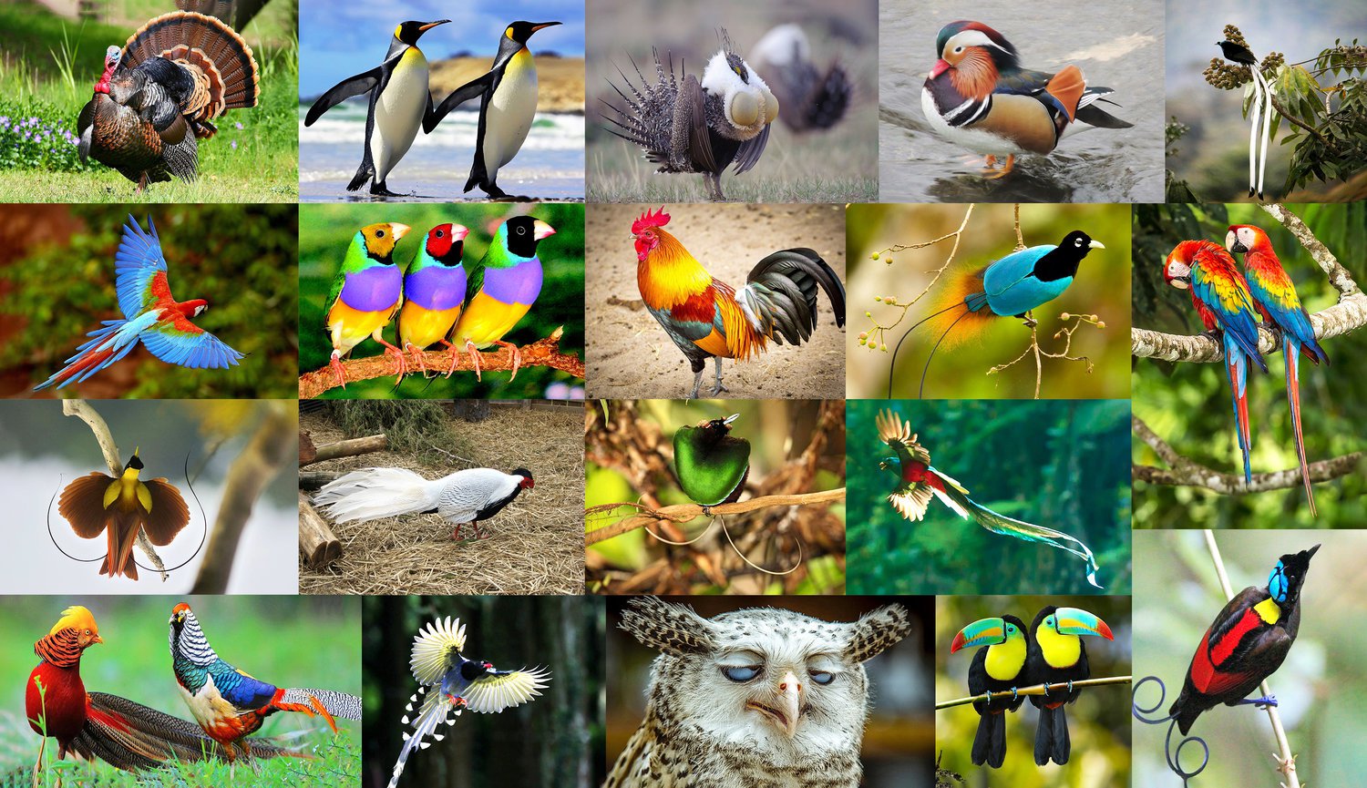 Какого бывают цвета бывают птицы